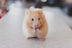 How to tell when a hamster is sick or in pain: Look for these 4 signs and symptoms