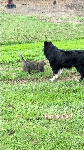 Herding Cats is a real thing! Take a look as Boomer the Aussie Shepard herds a barn cat. #dog #cat