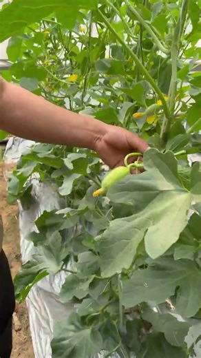 Unveiling the Power of Bee Pollination: My First Impressions! BeePollination