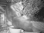 Brave hedgehog attacks cat and bites its tail to protect its bowl