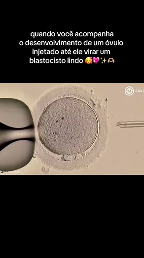 Acompanhe o Desenvolvimento do Blastocisto