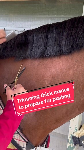 Preparing Horses for Plaiting: Mane Trimming Tutorial