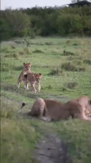 Kenya Safari Adventure | Experience the Wild Heart of Africa