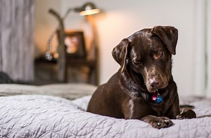 Mein Hund pinkelt ins Bett ▷ die 5 häufigsten Ursachen [ Tipps]
