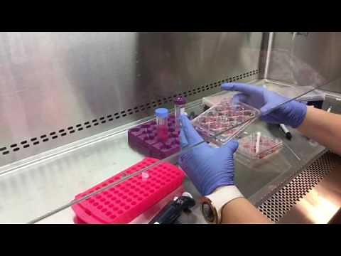 Stimulating cells with LPS