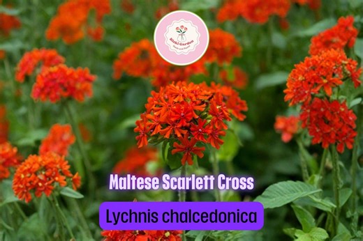 Maltese Cross Seeds Lychnis chalcedonica 50 Red Perennial Flower Seeds for Garden Beds Borders Planting
