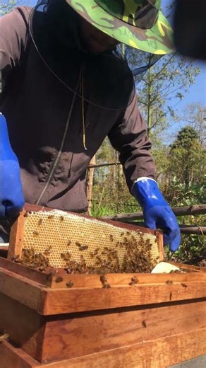 Harvesting Golden Honey 🍯 | From Hive to Jar
