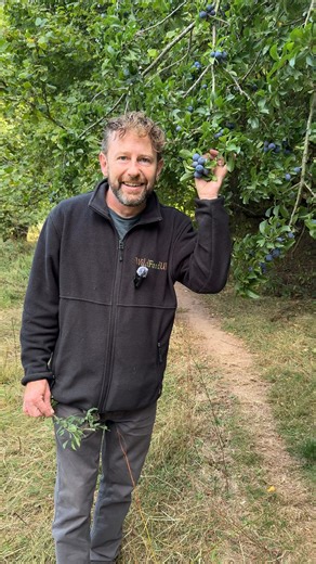 Bullace Bonanza :) #wildfooduk #foragingwalks #wildfood #foraging #foraginguk #foragingcourses | Wild Food UK