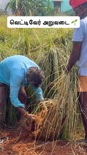 AGRI VIBES | வெட்டிவேர் அறுவடை 💚🌱 grow bag vettiver cultivation Tamil Vetiver cultivation is a high-value, low-maintenance farming method suitable for... | Instagram