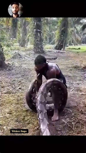 African Rock Python vs Human — Incredible Clash