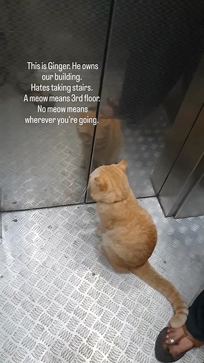 What a distinguished gentleman 🐈 (Viralhog) - #cat #cats #catoftheday #catsofinstagram #pubity | Pubity