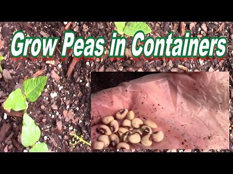 How to Grow Pinkeye Purple Hull Peas, an Old Southern Favorite, in Your Vegetable Container Garden