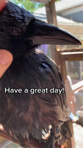 Talking Crows of TikTok: Educational Ambassador Highlanders Onesie