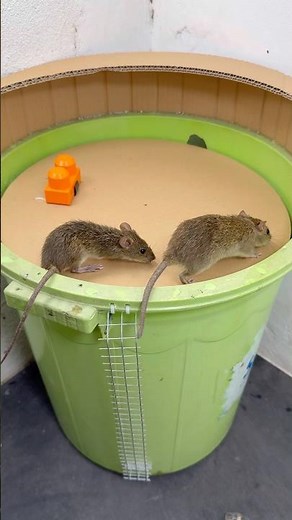 Science Behind a Simple Bucket Mouse Trap #rat