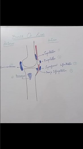 Bursae of knee joint. #physiotherapist #anatomy #knee #bursa