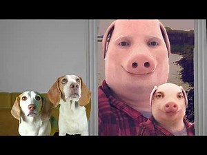 Dogs Find Out John Pork Has a Son