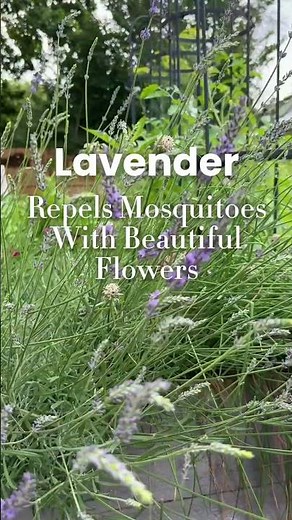 No more mosquito spray! These plants will repel bugs away from your garden #herbs #garden #mosquito