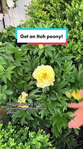 Introducing the Beautiful Itoh Peony: A Solution to Herbaceous Peonies Flopping Over