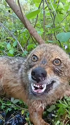 Rescued Wolf Finds a Home in the Forest with Ranger