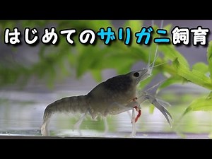 はじめてのザリガニ飼育 【crawfish】