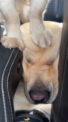 Two Dogs Bring Joy and Laughter to Your Life