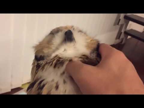 owl enjoy cuddling