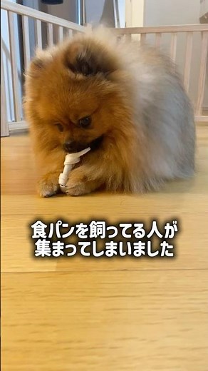 食パン好きが集まるポメラニアン🍞#dog #いぬ #ポメラニアン #犬 #タヌ系食パン