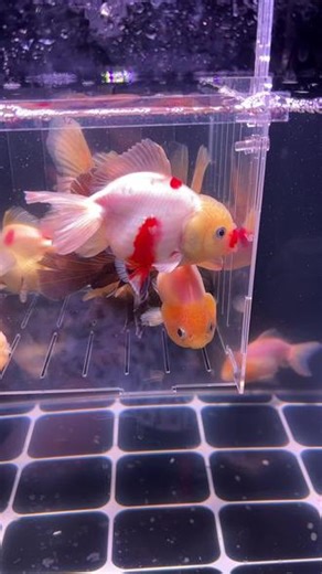 玉兔有喜欢的看过来，#优质金鱼 #各种金鱼 #红白金鱼