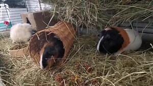 8.6K views · 2.9K reactions | Prudence, Grace and Dirty Snowball | Cavy Corner | Facebook