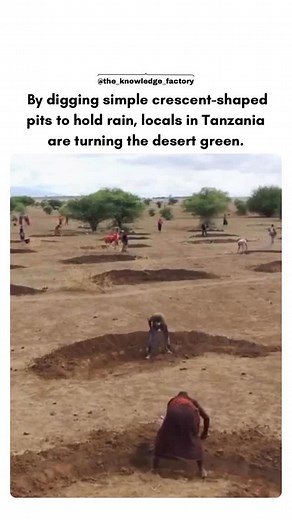 The world is here on Instagram: "In Tanzania, communities have found a simple but powerful way to fight desertification—digging crescent-shaped pits called half-moons. These shallow pits trap rainwater that would otherwise run off, allowing it to seep into the soil. The stored moisture helps seeds germinate and crops grow, gradually restoring vegetation to arid land. Over time, this low-cost technique has turned once-barren landscapes into green, fertile fields, showing how traditional knowledge
