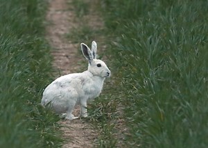 Rare white hare filmed in Yorkshire