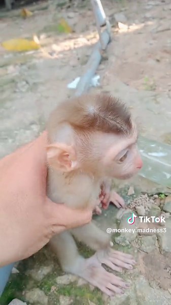 #monkeyrescue