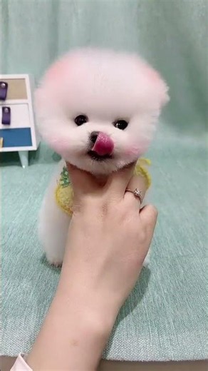 This little thing is so cute!# Tea Cup Dog # Pomeranian # Pomeranian Shunsuke