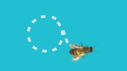 Sid the Science Kid - The Buzz With the Bees Video | PBS KIDS