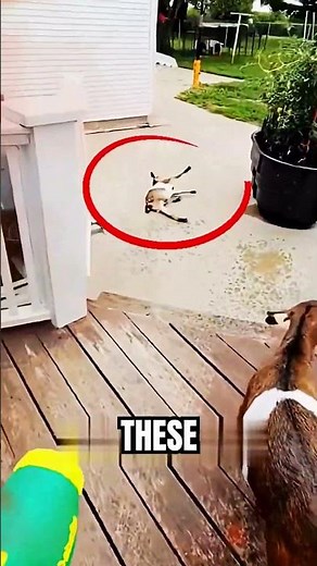 These Animal Moments Will Surprise You #animals #wildlife