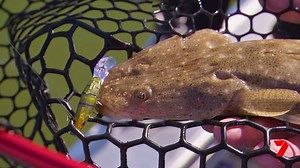 Scotty and Savage Gear Australia pro and BCF team member Brendon are practicing for the Gold Coast Flathead Classic on the Coomera River! Check it out! | BCF - Boating, Camping, Fishing