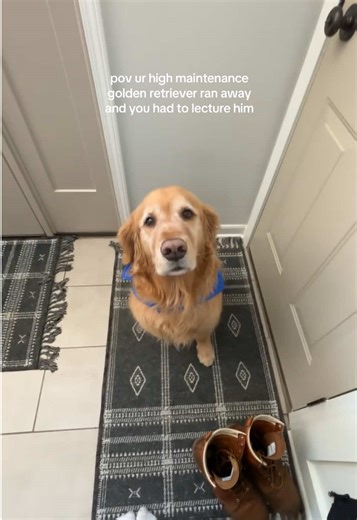 Golden Retriever's Runaway Adventure: A Comedic Lecture