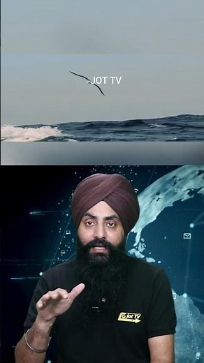 Albatross Birds: The Incredible Journey of the World's Largest Seabirds #AlbatrossBirds #Seabirds