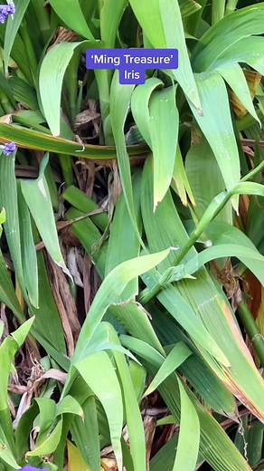 Discover ‘Ming Treasure’ Iris: A Stunning Perennial
