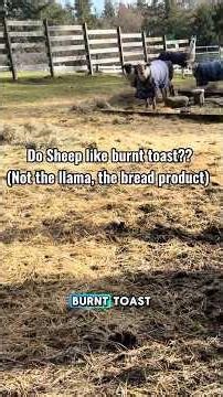 Who wants burnt toast? 🥴