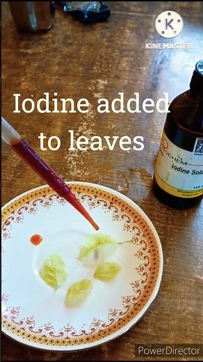 Iodine Starch Test on Leaf #starch #iodine #biology #kaushikbanerjee