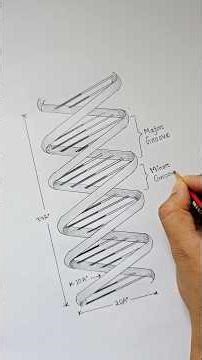 DNA structure Diagram Easy #drawing #artist
