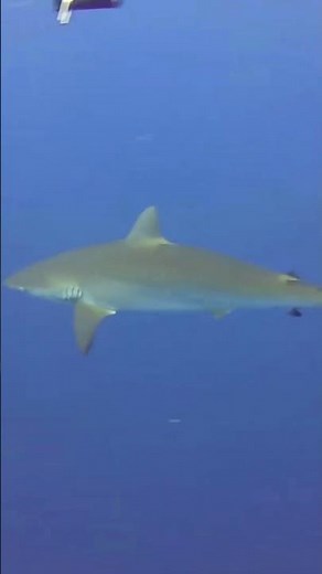 How Deadly Is a Dusky #shark to Humans?