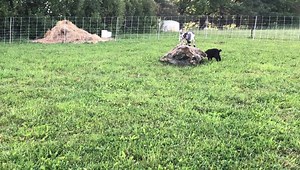 Goats moved into new area they seem pretty excited! | KC Farms
