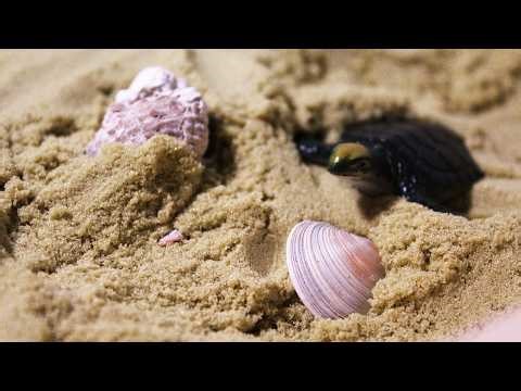 Shell Beach Sensory Bin | Kinetic Sand Relaxing Setup