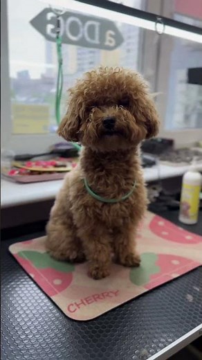 🧡 Maltipoo Barney’s Fresh Grooming Makeover | Cute & Classy ✂️🐶