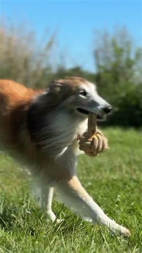 Premiers rdv clients pour nos stagiaires en formation! #chien #formation