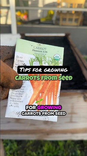 My Carrot 🥕 Growing Tips (Easy + Beginner Friendly)