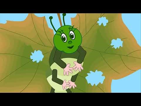 Fazy rozwoju motyla \\ Film edukacyjny z Barbarą