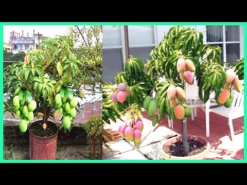 How to Graft a Mango Tree